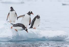 The emperor penguins have 43 to 51 inches (110 to 130 cm). Interesting Facts Information About Penguin For Kids