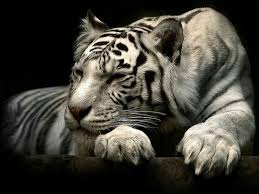 Here are only the best animated tiger wallpapers. 3d Tiger Wallpaper Animals Black And White Tiger Wallpaper White Tiger