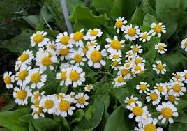 Hampir tidak ada orang di dunia yang tidak mengenal bunga matahari. Kumpulan Nama Bunga Lengkap Dari A Z Beserta Gambar Dan Penjelasannya Bibit Online