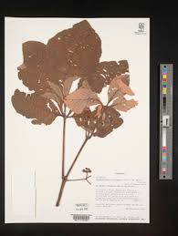 Image result for Ampelocissus obtusata