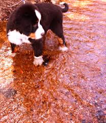Adopt a bernese mountain dog near you in denver, colorado. Pin On Bernese Mountain Dog My Best Friend Dog