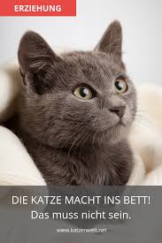 Warum pinkelt die katze ausgerechnet ins bett? Pin Auf Nutzliches Zum Thema Katze Katzenhaltung
