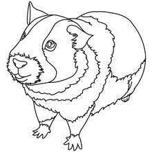 Die seite zum swinki morskie ist kostenlos zum ausdrucken und / oder herunterladen verfügbar. Pin Auf Cavia