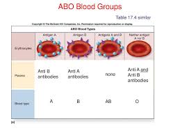 abo blood groups table 17 4 similar anti a and anti b