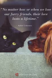 Everyone experiences grief and loss. 100 Best Sympathy Quotes Pets Pet Grief Pet Remembrance