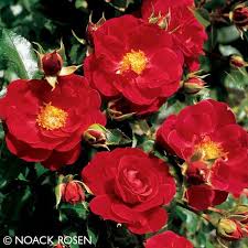 Bodendeckerrose Heidefeuer Bodendeckerrosen Strauchrose Und Rosen Pflanzen
