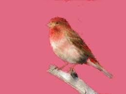 Find you best friend within the thousand breeds available on gumtree: Lets Replace New Hampshire S State Bird Purple Finch Cow Hampshire