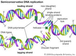 Dna Replication Steps For Dummies Google Search Dna Replication Dna Molecule Dna Activities