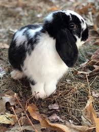 Black And White Holland Lop Broken Black Holland Lop Bandit Cutest Animals On Earth Pet Bunny Cute Baby Animals