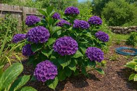 Image result for Hydrangea