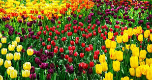 Build your dream home in exciting hot springs village. Things To Do In Arkansas Garvan Woodland Gardens Hot Springs National Park