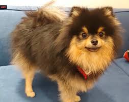  38 Ide Kim Yeontan Anjing Anjing Lucu Hewan