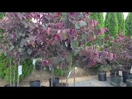 The redbud leaf foliage is a bright green color with a few purple leaves adding interest to the small weeping tree's domed shape. Cercis Forest Pansy Redbud Small Tree With Fabulous Purple Leaves Pink Flowers In Spring Youtube