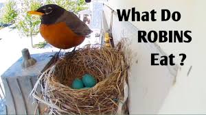 What color are american robin eggs. What Do Robins Eat American Robin Youtube