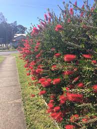 Callistemon Bottle Brush Hedge Flowering Australian Native Hedging Plants Hedge Plants Australian Native Garden