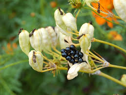 Image result for Pardancanda norrisii