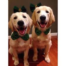Casey Cody Twomeanstrouble Instagram Profile Golden Retriever Casey Cody Cute Animals