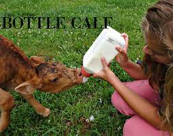 How long can a calf live without getting its first milk? Bottle Calves 5 Survival Tips Manna Pro