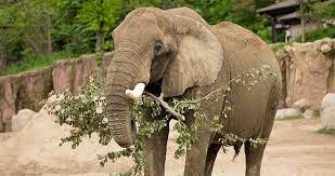 The elephant's brain is similar to a human brain in terms of. Ask The Expert How Much Do Elephants Eat Cleveland Zoological Society September 05 2017