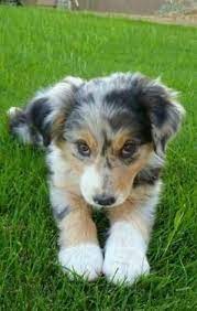 Australian Shepherd Puppy By Jan Cute Animals Cute Baby Animals Puppies