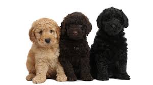 Learn how to describe various cuts, such as the adorable teddy bear cut, . Black Goldendoodle Everything You Need To Know Dogsintl