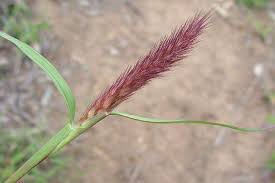 Image result for Cenchrus ciliaris