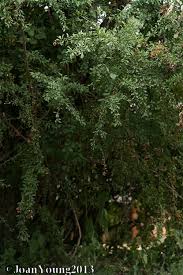 Image result for Gymnosporia maranguensis