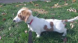 A black and cream dachshund will be black all over with cream. Long Haired Dapple Dachshund Pets And Animals For Sale Ohio