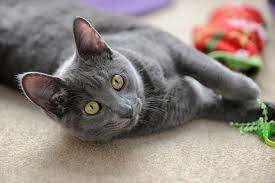 Katzenliebhaber, die eine asiatische rassekatze bei sich aufnehmen möchten, haben es in der regel schwer, den richtigen züchter zu finden. Korat Katze Die Glucksbotin Thailands Im Rasseportrat