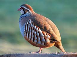 We did not find results for: 11 Tattoo Ideas Partridge Pet Birds Hawaii Wall Art