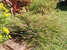 Image result for Cuphea