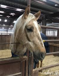 Find the best nightspots, restaurants, bars, and shopping in decatur. Adventures In Decatur Texas A Cowboys Life