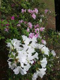 綻放的杜鵑花 plants