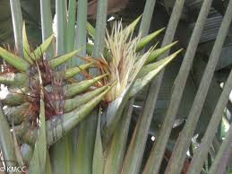 Image result for Strelitziaceae