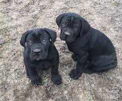 We have the best cane corso puppies for sale in ohio columbus. Atlantean Cane Corso Cane Corso Breeder Columbus Ohio