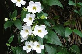 Image result for Thunbergia grandiflora