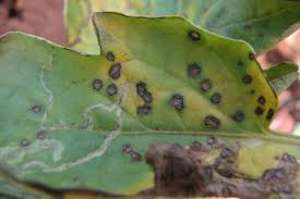 Image result for Septoria leaf spot of tomato