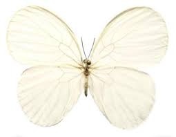 Image result for Pentarhopalopilia