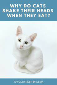 Why Do Cats Shake Their Heads When They Eat Is It Normal Animalfate Cat Biting Cats Feline Pet