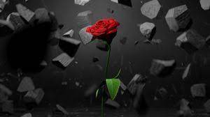 Download the background for free. Rose Wallpapers Hd Desktop Backgrounds Images And Pictures