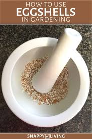 To keep the eggshells in place, place them back in the eggshell carton. How To Use Eggshells In Gardening Snappy Living