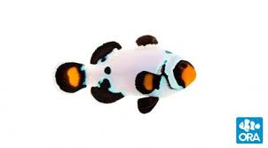 ora clownfish ora oceans reefs aquariums