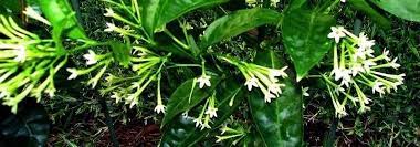 Cestrum Species Night Blooming Jasmine Night Scented Jessamine Queen Of The Night Cestrum Nocturnum