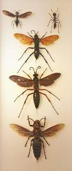 Tarantula hawks are large wasps. Schmidt Sting Pain Index Wikipedia