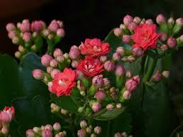 Kalanchoe Zyworodka Plodnolist Kalanchoe Adans Widow S Thrill Plant Lady Plants Garden