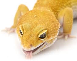 You can also choose from pet food gecko food. Leopard Gecko Food Diet