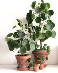 Houseplants Best Houseplant High Light Houseplant Coin Plant Pilea Easy Houseplant Pilea Peperomioides Houseplant Plants Inside Plants Planting Flowers