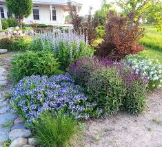 Image Result For Amsonia Blue Ice In A Perennial Bed Drought Resistant Landscaping Landscape Design Front Yard