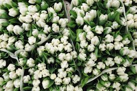 You can set these wallpapers according to your own setting. Flower Wallpapers Download Free Wallpapers Zimbio