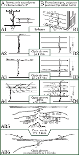 Schemat Ciecia Actinidii Pflanzenrankgitter Clematis Garten